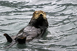 Sea Otter Adrift